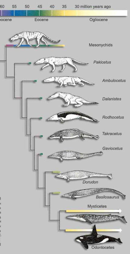 Evolution of Whale
