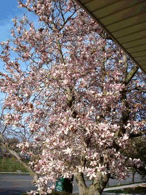 magnolia tree in bloom on the grounds of UU Lima